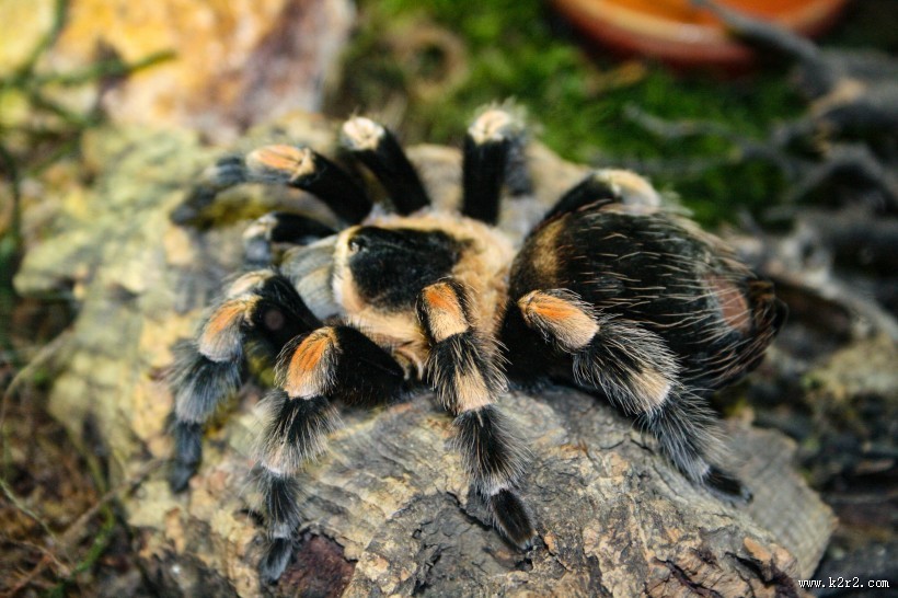 性情凶猛的狼蛛图片