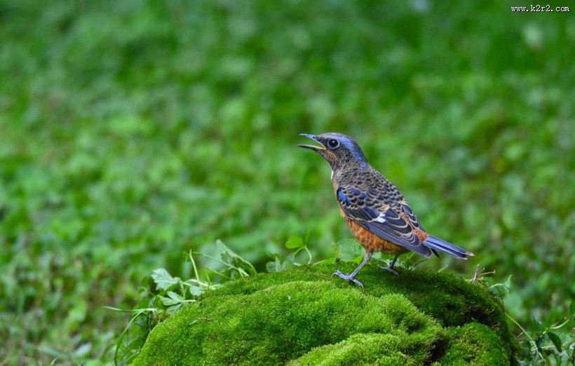 白喉矶鸫鸟类图片大全
