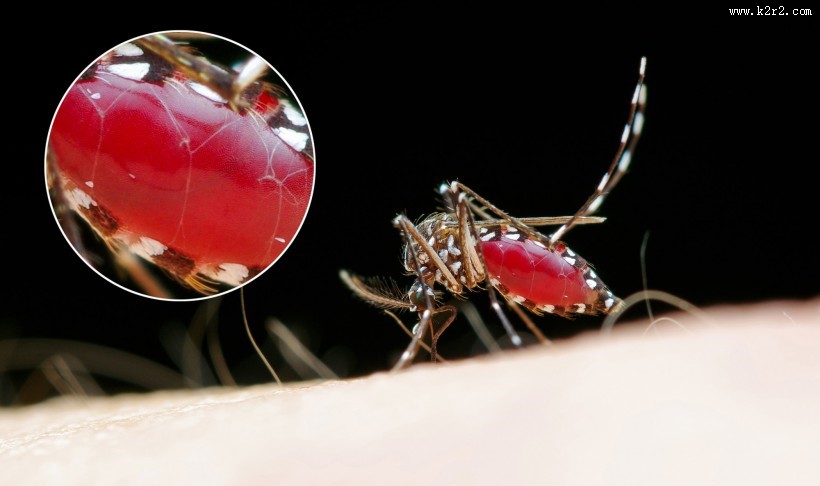 吸血的蚊子图片大全
