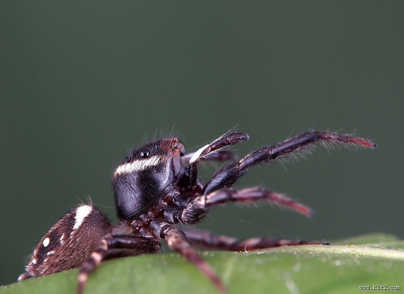 跳蛛微距图片