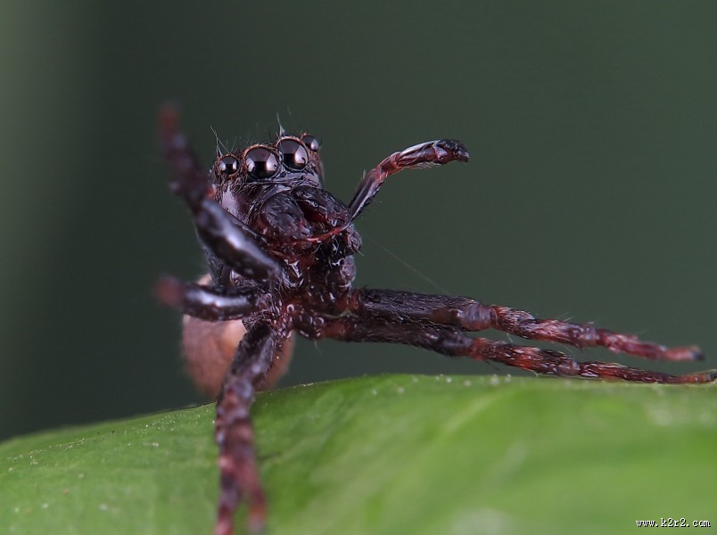 跳蛛微距图片