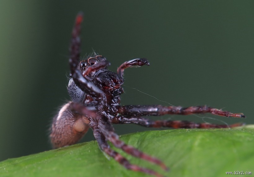 跳蛛微距图片