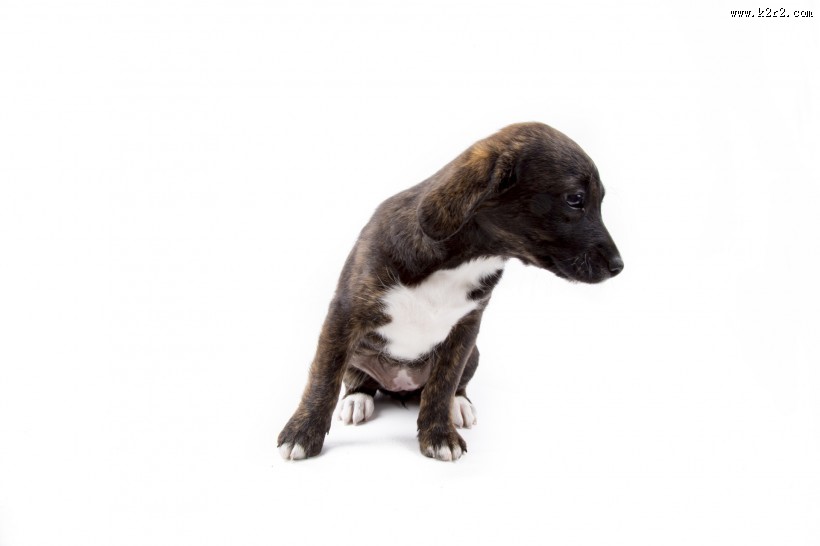 白色背景小狗狗图片