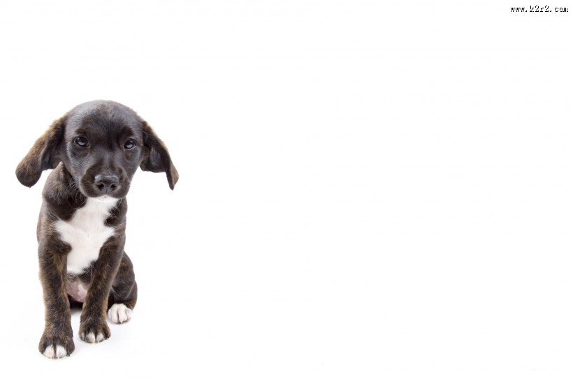 白色背景小狗狗图片