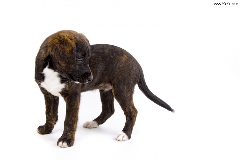 白色背景小狗狗图片