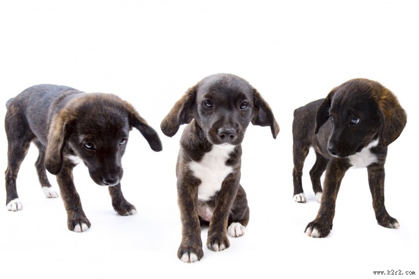 白色背景小狗狗图片