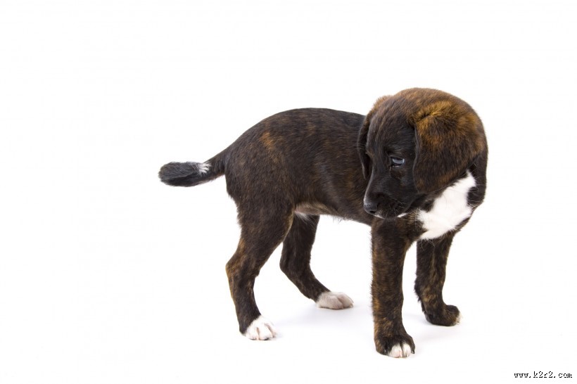 白色背景小狗狗图片