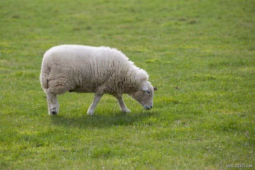 可爱绵羊图片