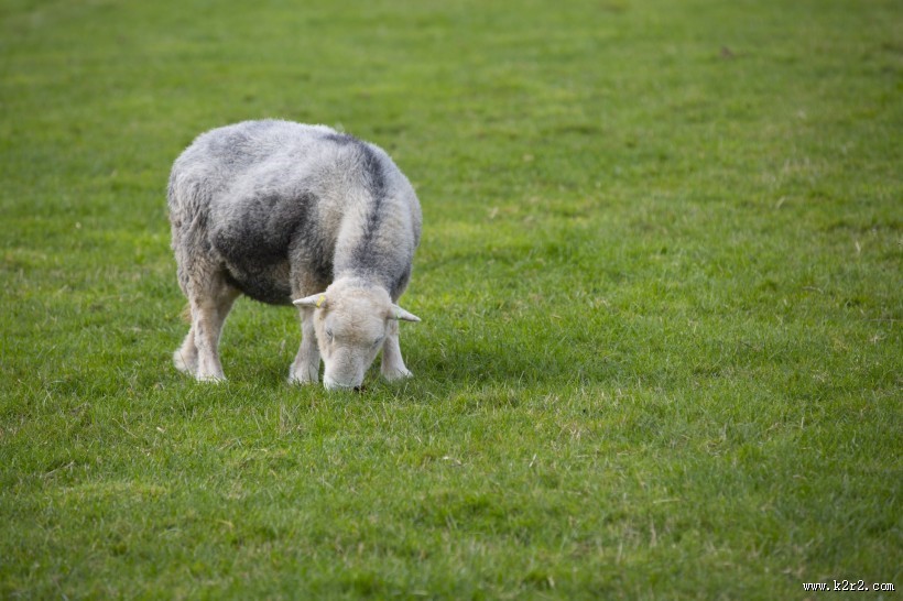 可爱绵羊图片