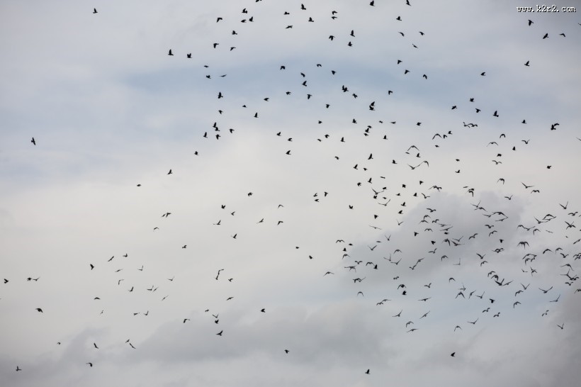 天空上无数的飞鸟图片大全