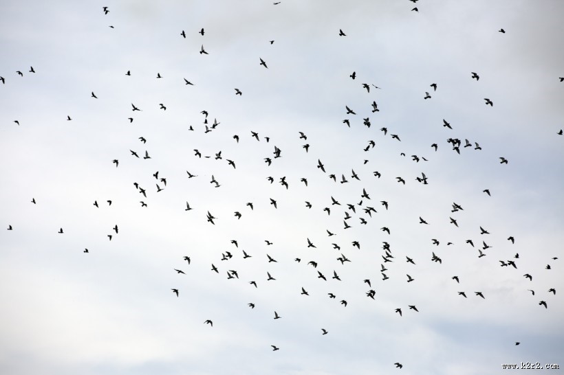 天空上无数的飞鸟图片大全