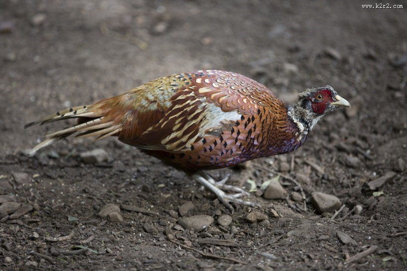 雉鸡图片