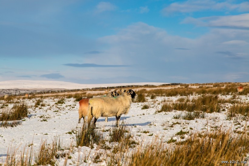 可爱绵羊图片大全