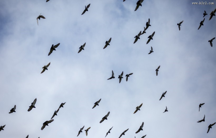 天空上无数的飞鸟图片