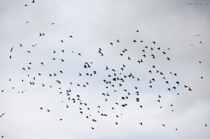 天空上无数的飞鸟图片