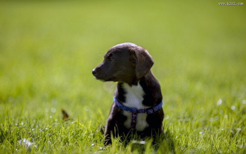 玩耍的可爱小黑狗图片大全