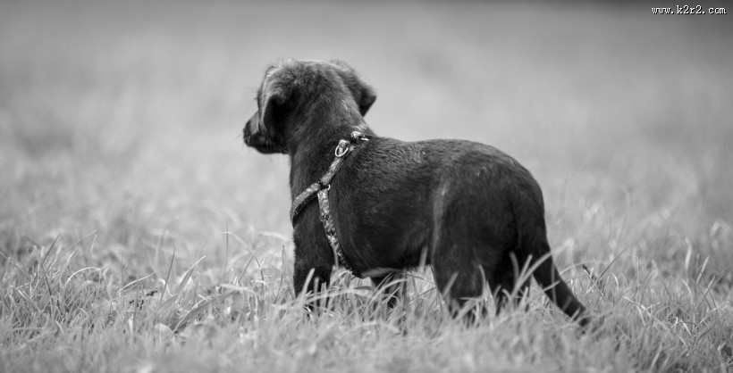 玩耍的可爱小黑狗图片大全