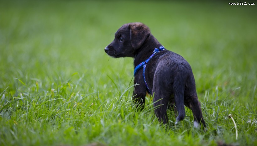 玩耍的可爱小黑狗图片大全