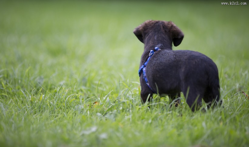 玩耍的可爱小黑狗图片大全