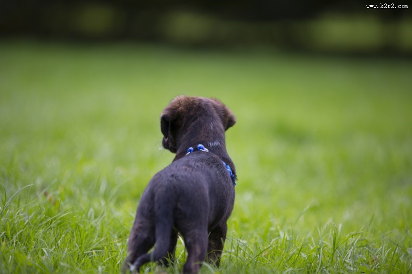 玩耍的可爱小黑狗图片大全