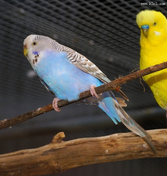 蓝灰色的虎皮鹦鹉图片