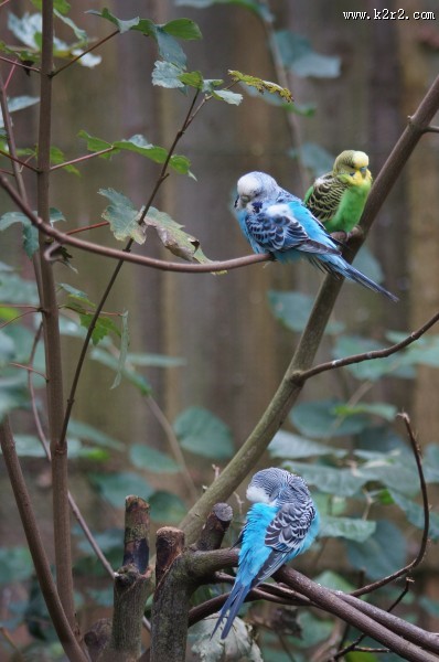 蓝灰色的虎皮鹦鹉图片