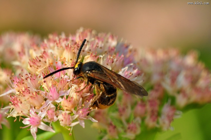 恋花的马蜂图片