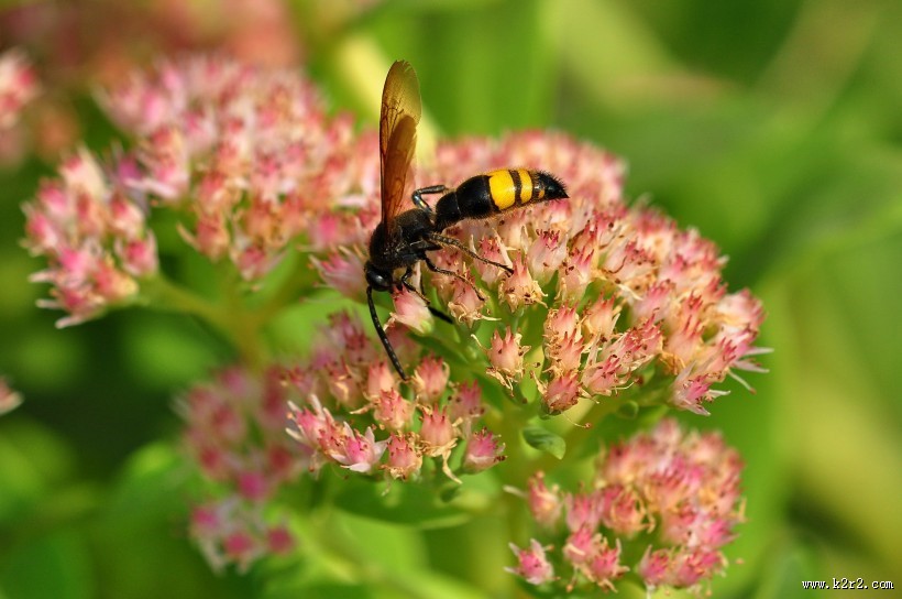 恋花的马蜂图片