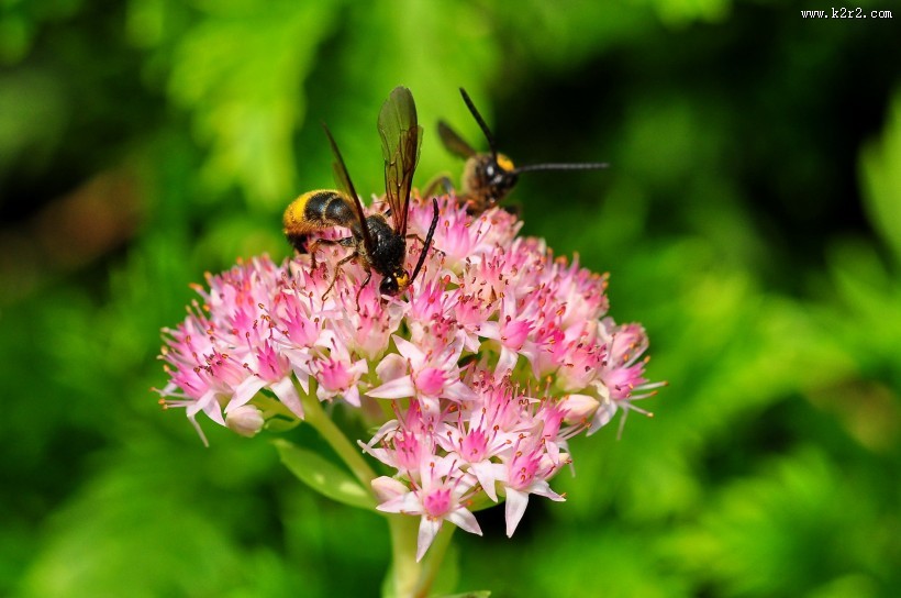 恋花的马蜂图片