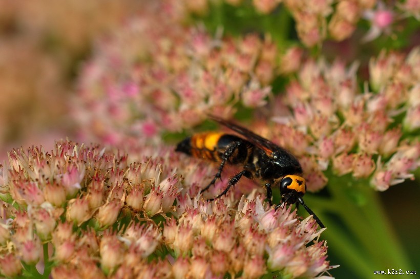 恋花的马蜂图片