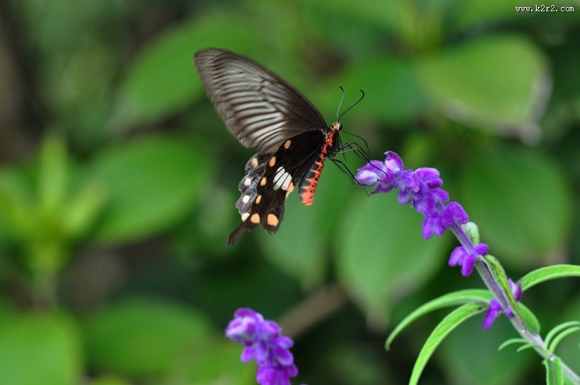 玉带凤蝶图片大全