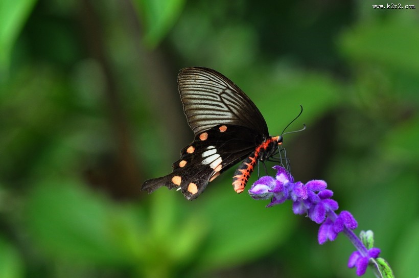玉带凤蝶图片大全