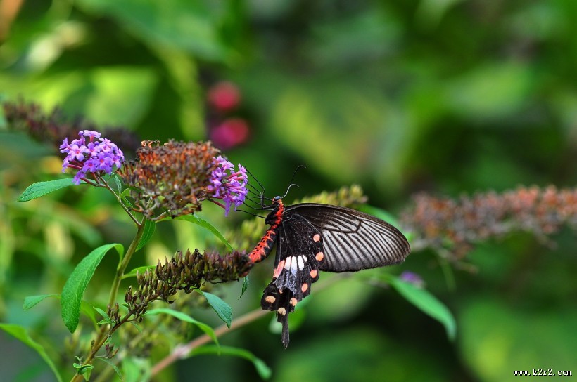 玉带凤蝶图片大全