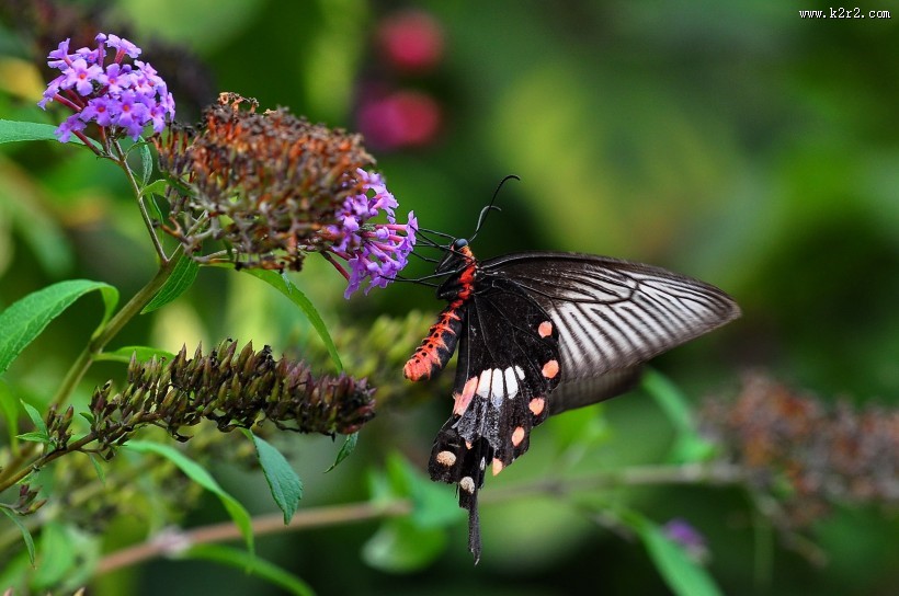 玉带凤蝶图片大全