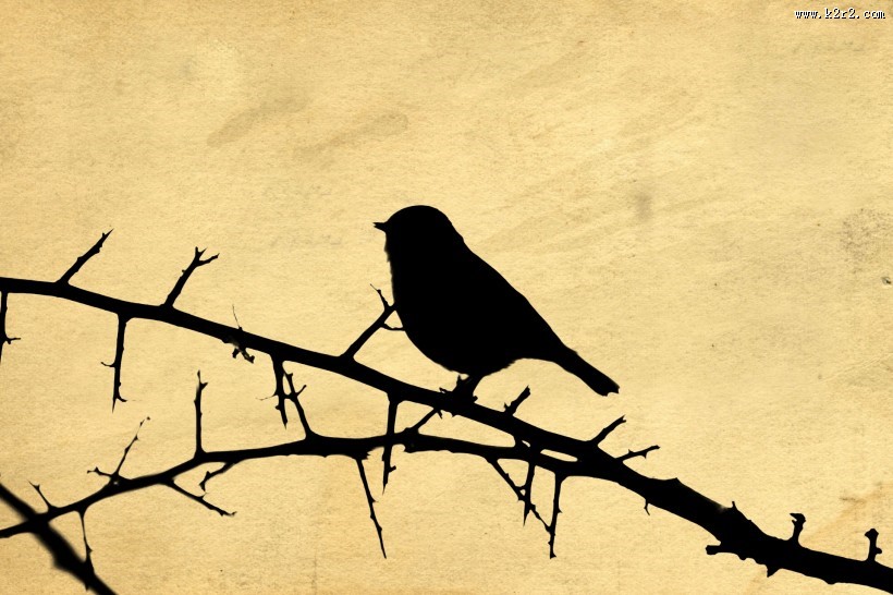 树枝上的麻雀剪影图片大全