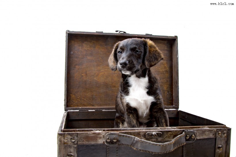 看着旅行箱的狗狗图片大全