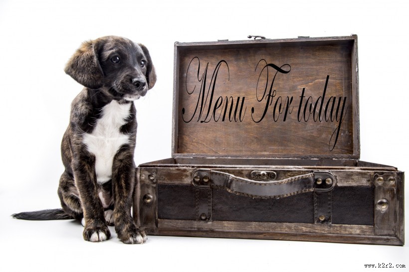 看着旅行箱的狗狗图片大全