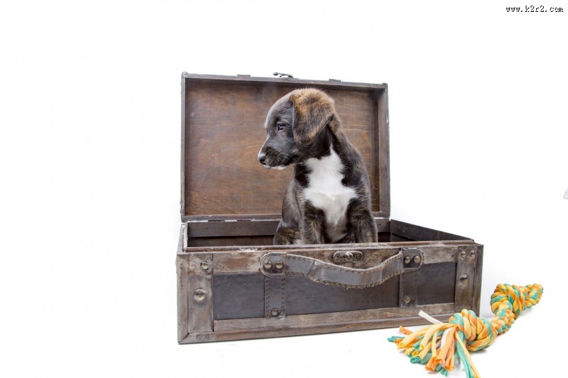 看着旅行箱的狗狗图片大全