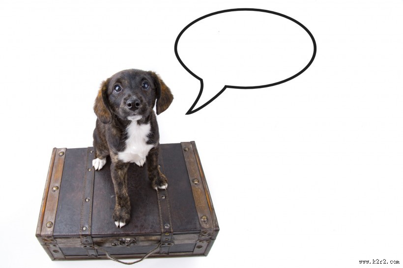 看着旅行箱的狗狗图片大全