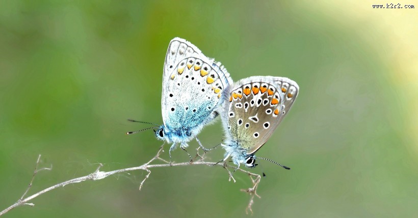 花纹特别的灰蝶图片