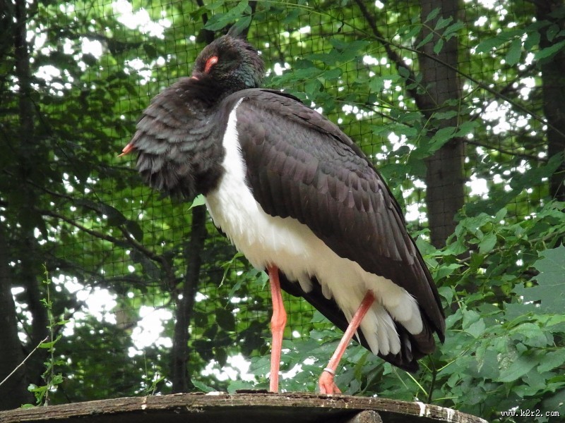 活动敏捷的黑鹳图片