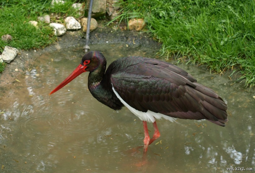 活动敏捷的黑鹳图片