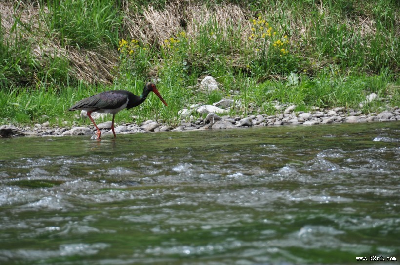 活动敏捷的黑鹳图片