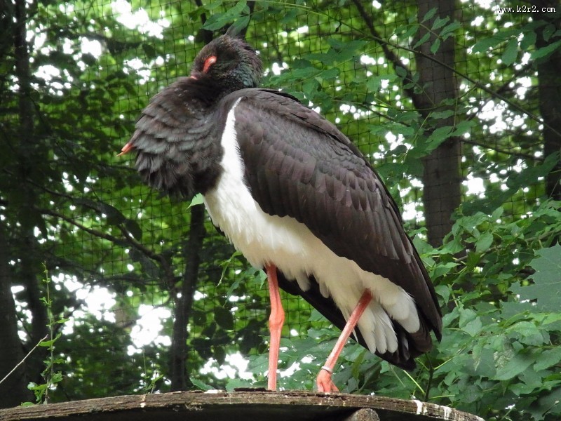 活动敏捷的黑鹳图片大全