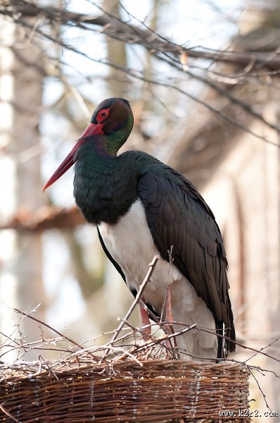 活动敏捷的黑鹳图片大全