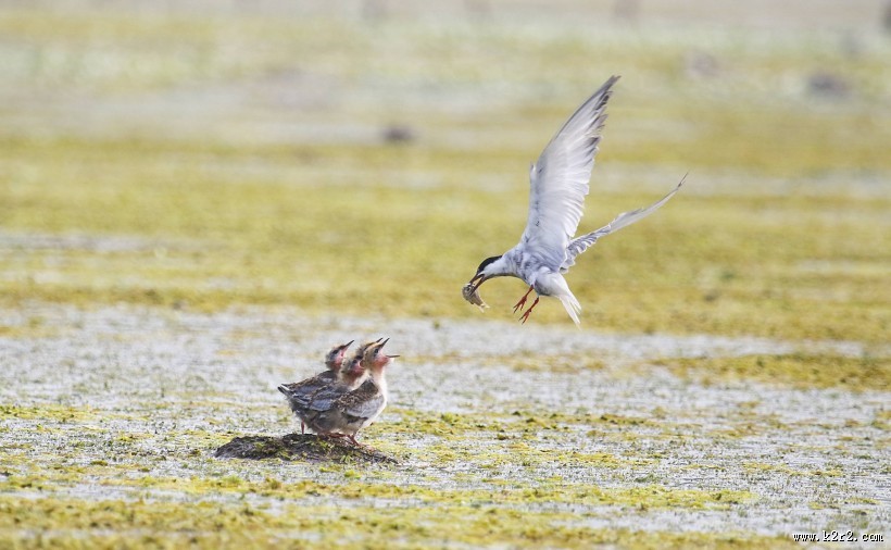 须浮鸥图片大全