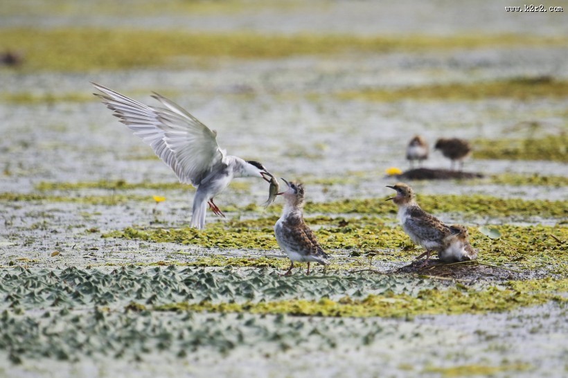 须浮鸥图片大全