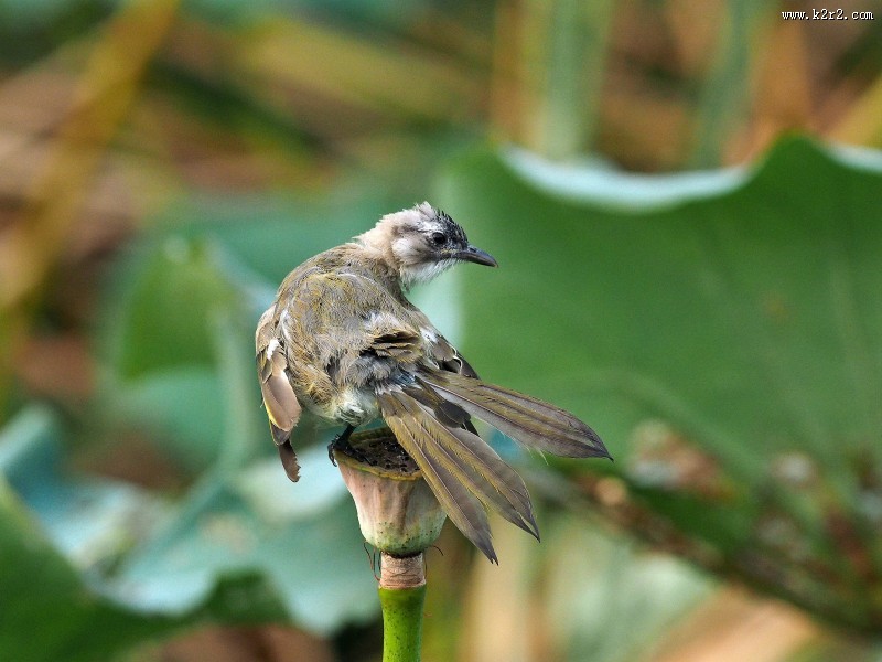 莲蓬上的白头鹎图片