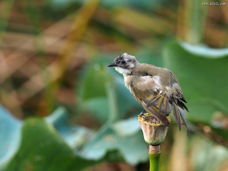 莲蓬上的白头鹎图片