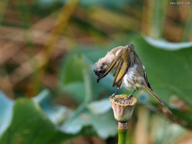 莲蓬上的白头鹎图片